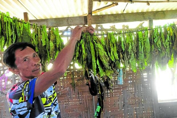 Tobacco farming changes lives in coastal Sarangani. STORY: Tobacco farming changes lives in coastal Sarangani