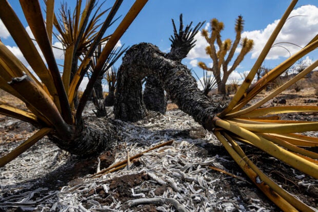 A massive blaze sweeping through the California desert into Nevada is threatening the region's famous spiky Joshua trees.