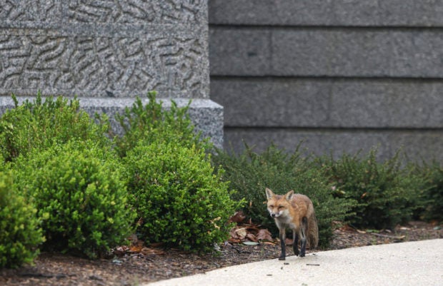 fox us capitol